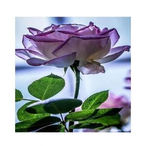 Husmah Purple Stifling Remorse Rose Seeds