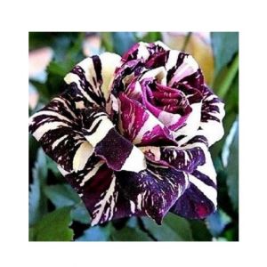 Husmah Black Dragon Rose Seeds