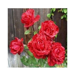 Husmah Red Metro Rose Seeds