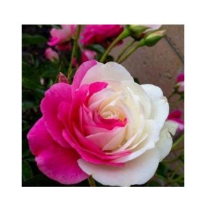 Husmah Pink & White Rose Seeds
