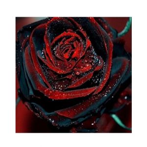 Husmah True Blood Rose Seeds