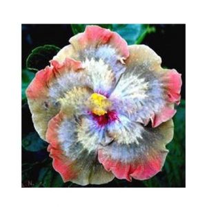 Husmah Hibiscus Multi Color Flower Seeds