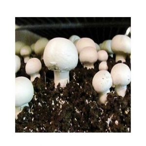 Husmah Button Mushroom Seeds