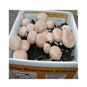 Husmah Cremini Mushroom Seeds