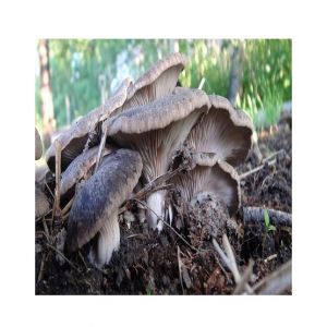 Husmah Oyster Mushroom Seeds