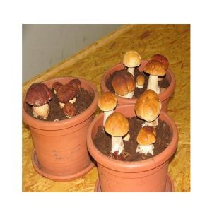 Husmah Porcini Mushroom Seeds