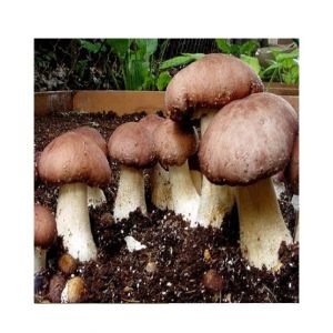 Husmah Portobello Mushroom Seeds