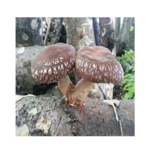 Husmah Shiitake Mushroom Seeds