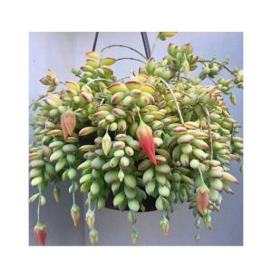 Husmah Cotyledon Orbiculata Succulent Seeds