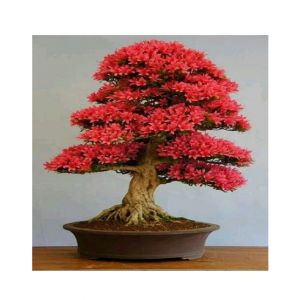 Husmah Red Spruce Sakura Tree Seeds
