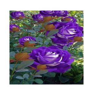 Husmah Rose Blue Bi-Color Rose Flower Seeds