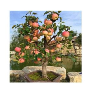 Husmah Bonsai Apple Fruit Tree Seeds