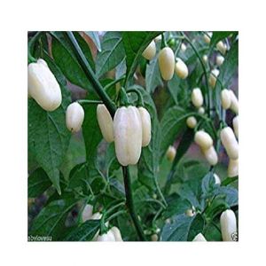 Husmah Capsicum White Vegetable Seeds