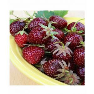 Husmah Strawberry Maroon Furit Seeds