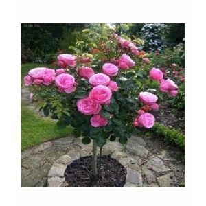 Husmah Rose Pink Tree Seeds