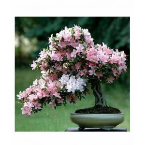 Husmah Japanese Bonsai Sakura Pink Tree Seeds