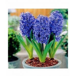 Husmah Rare Blue Hyacinth Orientalis Flower Seeds