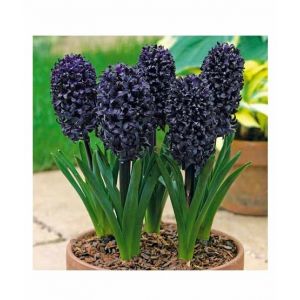 Husmah Rare Black Hyacinth Orientalis Flower Seeds