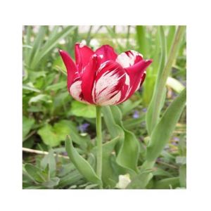 HusMah Armenia white & red stripe tulip flowers seeds