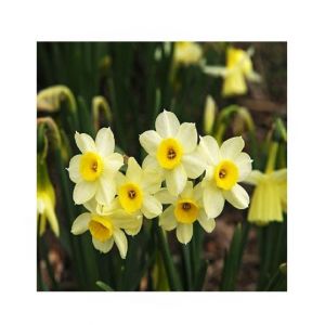 HusMah Beautiful Narcissus Flower Balcony Plant Seeds-White Yellow Shade