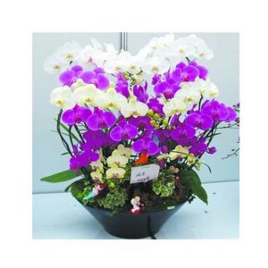 HusMah Butterfly Orchid Seeds Mixed Colors