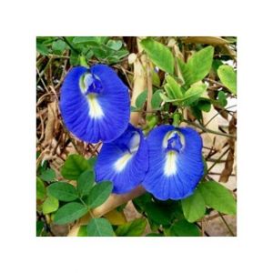 Diy Store Butterfly Pea Blue Creeper Summer Seeds
