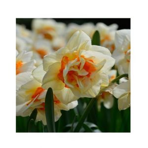 HusMah Beautiful Narcissus Flower Balcony Plant Seeds White Orange
