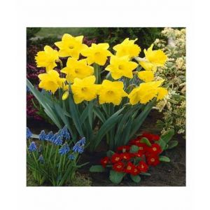 HusMah Beautiful Narcissus Flower Balcony Plant Seeds Yellow