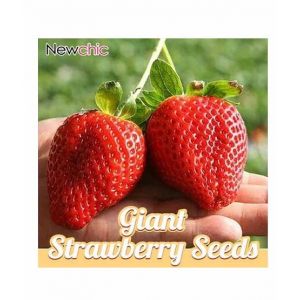 HusMah Giant Strawberry Seeds Four Season