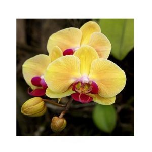 HusMah Phalaenopsis Orchid Yellow Maroon Seeds