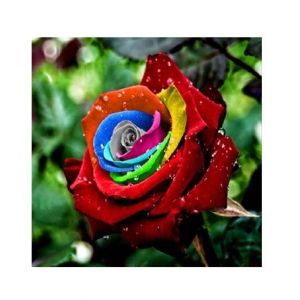 HusMah Rare Multi Color Rose Seeds S80