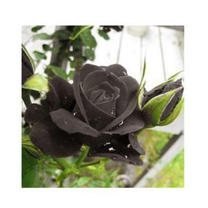 HusMah Rare Turkish Black Rose Seeds