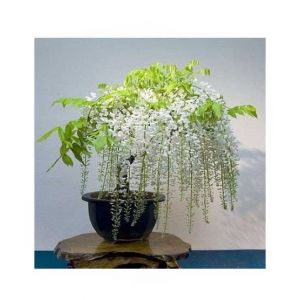 HusMah Unique Bonsai White Wisteria Tree Seeds