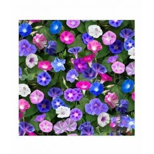 Diy Store Morning Glory Early Call Mix Summer Seeds