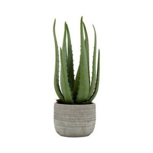 Premier Home Aloe Vera With Cement Pot (2907032)