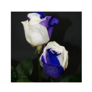 HusMah Rare White & Blue Rose Seeds