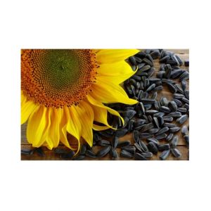 DIY Store Sunflower Giant Summer Flower Seeds