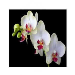 HusMah White Phalaenopsis Orchid Centrally Red Seeds