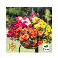 Diy Store Portulaca Double Mix Flowers Seeds