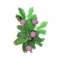 Diy Store Mimosa Pudica Shame Plant Seeds