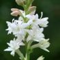 Diy Store Tuberose Bulbs Double Flowers Scented Pack Of 10